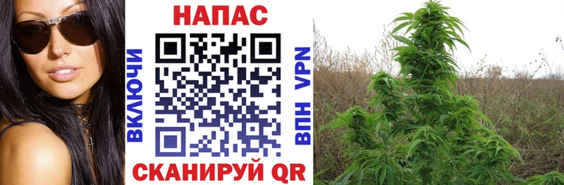 Каннабис сатива Колпашево